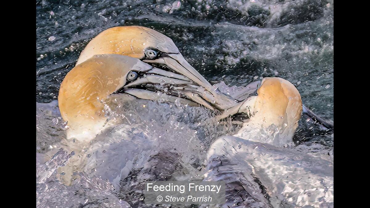 03_Feeding Frenzy_Steve Parrish